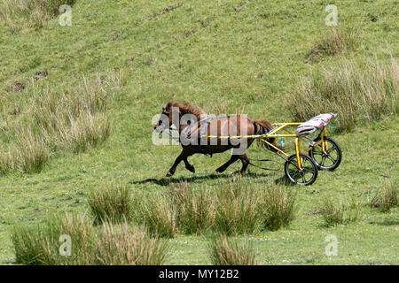 Kirkby Stephen, Cumbria, Großbritannien. 5. Juni 2018. Wetter. 05.06.2018. Ein fliehendes Pferd, und Rigg als Mitglieder des fahrenden Kopf für Appleby Horse Fair. Die Straßen in Cumbria und die Yorkshire Dales bieten Weiden für ihre Cob Pferde en-Rout zu ihrer jährlichen Versammlung. Die Pferdemesse ist jedes Jahr Anfang Juni statt. Es zieht etwa 10.000 Sinti und Roma und der Fahrenden und etwa 30.000 Menschen. Anstatt die Veranstaltung mit einem Programm festlegen, es ist wie das grösste traditionelle Gypsy Messe in Europa, einer in Rechnung gestellt, die wie eine große Familie zusammen. Credit: MediaWorldImas/AlamyLiveNews Stockfoto