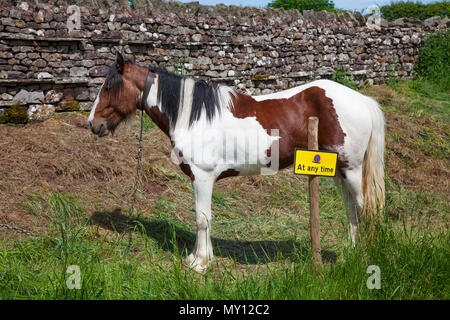 Kirkby Stephen, Cumbria, Großbritannien. 5. Juni 2018. Wetter. 05.06.2018. Mitglieder des fahrenden Kopf für Appleby Horse Fair, da die Strassen in Cumbria und die Yorkshire Dales bieten Weiden für ihre Cob Pferde en-Rout zu ihrer jährlichen Versammlung. Die Pferdemesse ist jedes Jahr Anfang Juni statt. Es zieht etwa 10.000 Sinti und Roma und der Fahrenden und etwa 30.000 Menschen. Anstatt die Veranstaltung mit einem Programm festlegen, es ist wie das grösste traditionelle Gypsy Messe in Europa, einer in Rechnung gestellt, die wie eine große Familie zusammen. Credit: MediaWorldImas/AlamyLiveNews Stockfoto