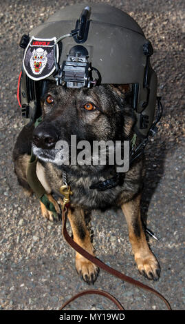 Lara, eine militärische Gebrauchshund, trägt einen Helm während eines Fluges in einem medizinischen Wahrnehmung, dass die US-Army Central medical Soldaten mit einem Hands-on-Trainings Möglichkeit, Dez. 19, 2016 im Camp Arifjan, Kuwait. USARCENT medizinische Soldaten aus Kuwait mit Militär ausgebildeten Hunden für Szenarios, in denen Hunde Behandlung auf dem Schlachtfeld vorzubereiten. (U.S. Armee Foto von Sgt. Angela Lorden) Stockfoto