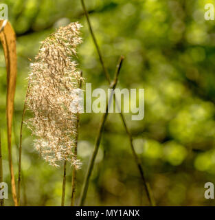 Blühende Schilf (Phragmites) im hellen Sonnenschein gegen eine absichtlich verschwommen grünen Hintergrund, Deutschland Stockfoto