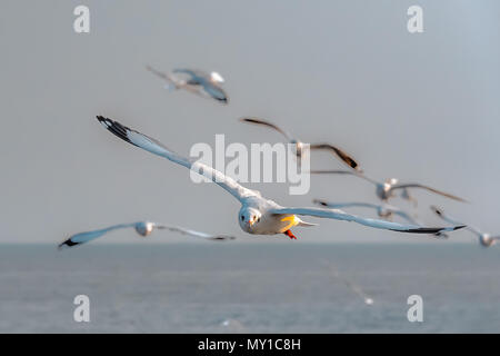 Möwen fliegen in der Gruppe. Eine Herde von Seagull flying low auf das Meer. Stockfoto