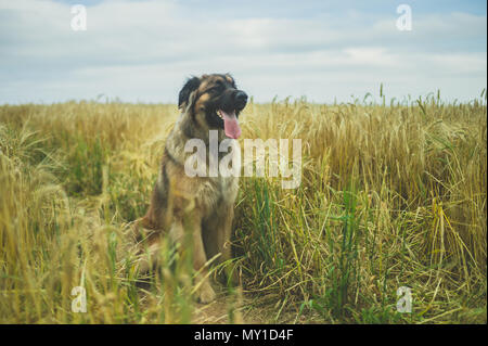 Ein riesiger Leonberger Hund sitzt in einem Feld Stockfoto