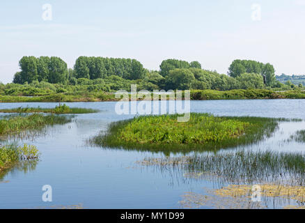 Rutland Water Naturschutzgebiet, Rutland, England Großbritannien Stockfoto