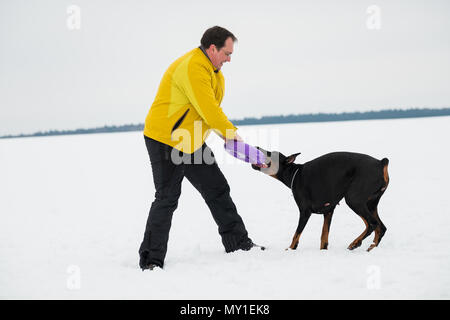 Training und Spielen mit Hunden Dobermann auf einem schneebedeckten Feld Stockfoto