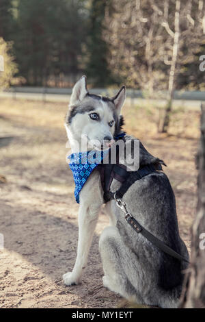 Hunderasse Siberian Husky Wandern im Herbst Wald Stockfoto