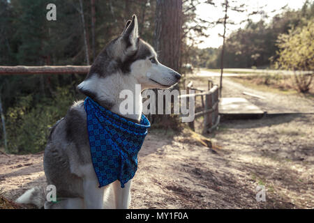 Hunderasse Siberian Husky Wandern im Herbst Wald Stockfoto