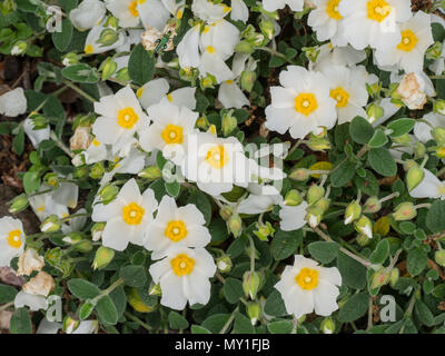 Ein Werk von Cistus obtusifolius in Blüten, Knospen und Blätter Stockfoto