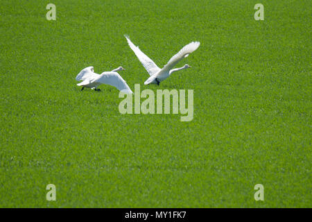 Singschwan auf fild verfügte über Wachstum 2018 Stockfoto