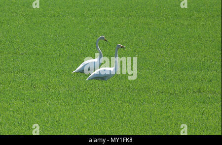 Singschwan auf fild verfügte über Wachstum 2018 Stockfoto