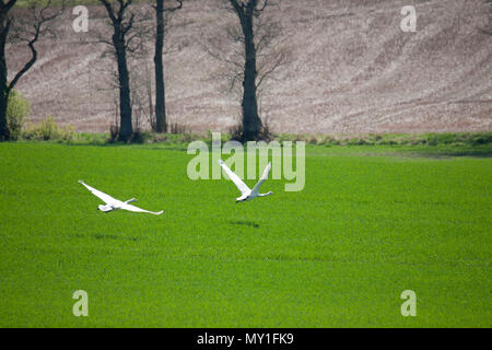 Singschwan auf fild verfügte über Wachstum 2018 Stockfoto