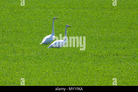 Singschwan auf fild verfügte über Wachstum 2018 Stockfoto