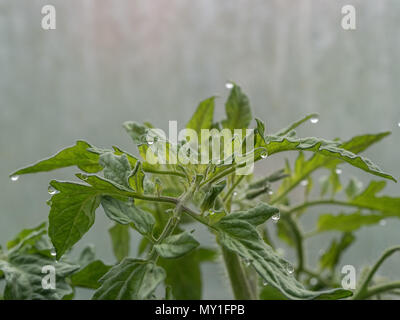 Tomaten Blätter mit Wassertropfen an den Rändern, die durch den Prozess der gutation Stockfoto