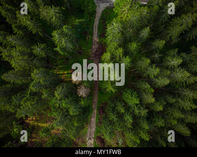 Unbefestigte Straße in Wald, Luftbild Drohne anzeigen. Stockfoto