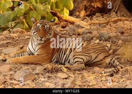 Indische Tiger im Dschungel Stockfoto