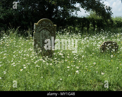 Wildblumen einschließlich ox-eye daisy Daisy wachsen in der gottesacker Stockfoto