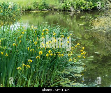 Ein großer Patch der gelben Flagge iris wachsenden am Rand einer natürlichen Teich Stockfoto