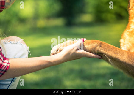 Frau, Hund Pfote, Freundschaft und Liebe. Stockfoto