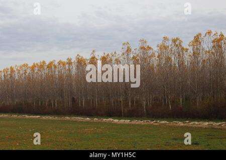 Plantage der Pappel im Herbst Stockfoto