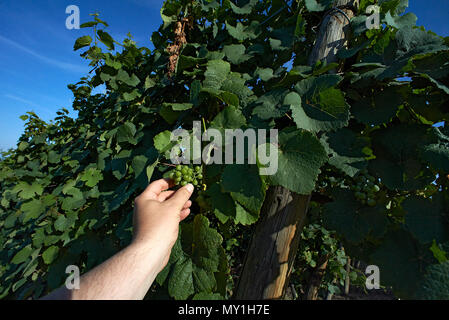 Sicht auf den Arm eines Menschen Prüfen der Trauben im Weinberg im Elsass in hellen Sommer Sonnenschein Stockfoto