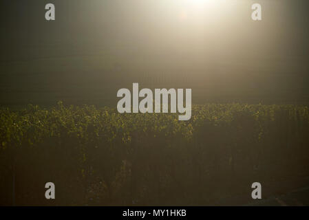 Sun flare über die Felder auf einem Hügel der Weinberge im Elsass in hellen Sommer Sonnenschein Stockfoto