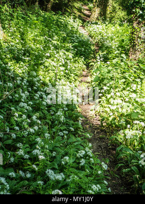Ein schmaler Pfad durch den wilden Knoblauch und Bärlauch in Blume in einem Wiltshire Holz. Stockfoto