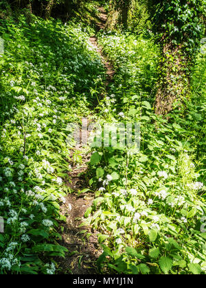 Ein schmaler Pfad durch den wilden Knoblauch und Bärlauch in Blume in einem Wiltshire Holz. Stockfoto