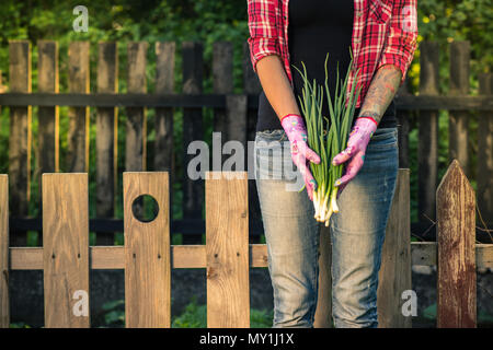 Gärtner präsentieren frische Frühlingszwiebeln in Ihrem Garten. Stockfoto