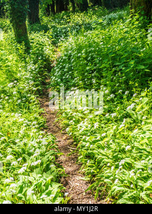 Ein schmaler Pfad durch den wilden Knoblauch und Bärlauch in Blume in einem Wiltshire Holz. Stockfoto