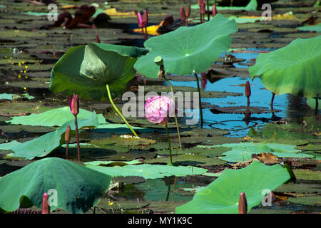 Angkor Kambodscha, öffnen Sie rosa Wasser Lilie Blume unter den Seerosen im Teich Stockfoto