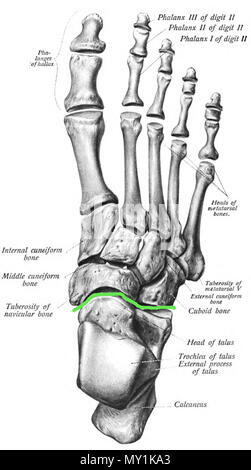 . Français: Vue du dessus du Pied selon Sobotta, avec la l'articulation de Chopard dessinée d'une Ligne Verte. Lithographie, die Platte aus dem Sobotta Atlas und Lehrbuch der menschlichen Anatomie, die entweder 1906, 1909 oder 1911 US-Ausgabe, die ursprünglich zwischen 1906 und 1911 veröffentlicht. Sobotta 494 Sobo 1909 154 Chopard Artikulation Stockfoto