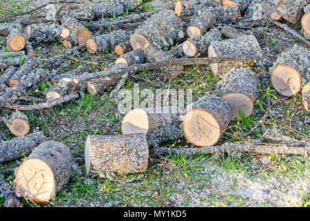 Arbeitsplatz für die Vorbereitung von Brennholz von unten geschnitten tree branch Stockfoto