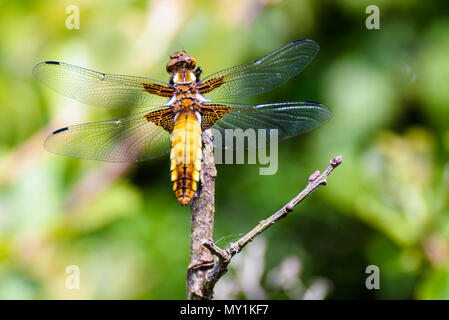 Weibliche breit-bodied Chaser (Libellula Depressa) Stockfoto
