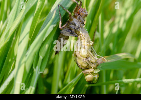 Neue Black-tailed Skimmer (Orthetrum Cancellatum) Stockfoto