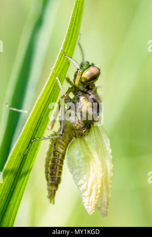 Neu entstandenen Black-tailed Skimmer (Orthetrum Cancellatum) Stockfoto