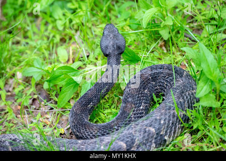 Schwarze PHASE HOLZ KLAPPERSCHLANGE (CROTALUS HORRIDUS), Centre County, PA Stockfoto