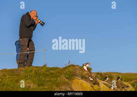 Die Bilder von Atlanta Papageientaucher, Latrabjarg Klippen, Island Stockfoto