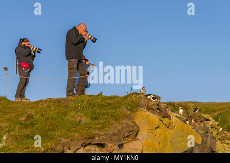 Die Bilder von Atlanta Papageientaucher, Latrabjarg Klippen, Island Stockfoto