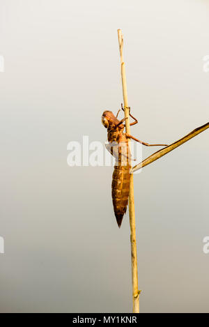 Kaiser Dragonfly Exuvia Stockfoto