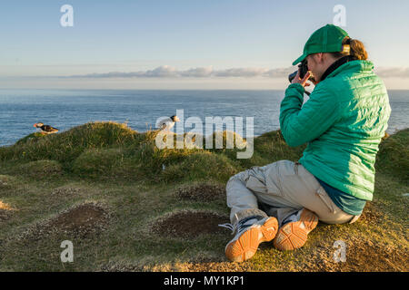 Die Bilder von Atlantic Papageientaucher, Latrabjarg Klippen, Island Stockfoto