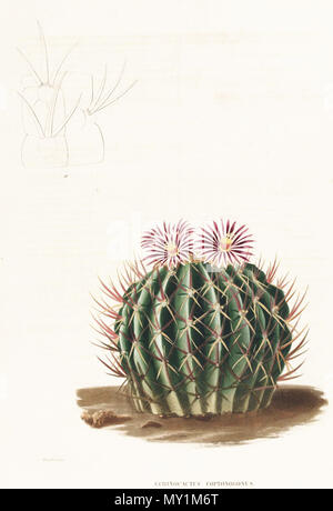 . Aus dem Buch. Paris, 1841-1847. Lemaire, Charles Antoine 503 Stenocactus coptonogonus Lem Stockfoto