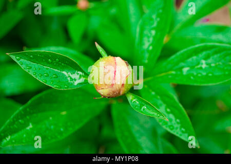 Eine einzelne Pfingstrosen Knospe auf einem Busch. Stockfoto
