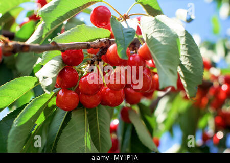 Menge rote reife Kirschen auf dem Baum Stockfoto