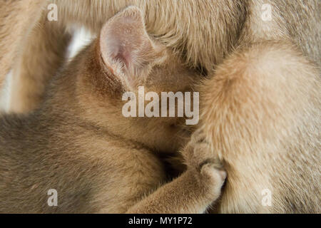 Ein kleines Kätzchen Abessinier Rasse Getränke Milch von der Mutter Katze. Stockfoto