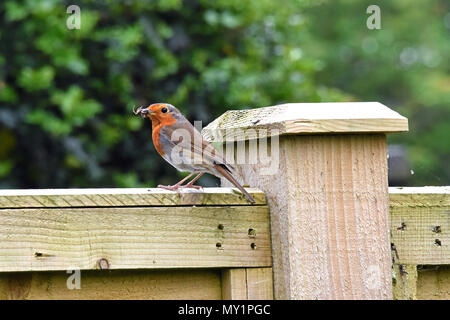 Eine erwachsene Europäische Robin (Erithacus rubecula ssp melophilus eine Spinne auf die Küken in einem Garten in Südengland zu füttern). Stockfoto