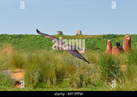 Ein Yellow-billed Kite (Milvus aegyptius) im Flug über die Wiese der Hawk Conservancy Trust in Südengland Stockfoto