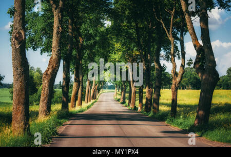 Asphalt Land straße durch Allee läuft Stockfoto