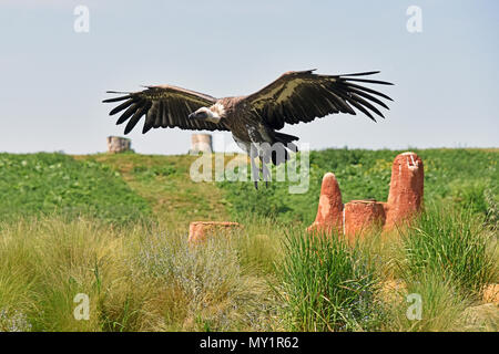 Ein Aussterben bedrohten Afrikanischen Weiß-backed Vulture (Tylose in Africanus) im Flug an der Hawk Conservancy Trust in Südengland Stockfoto