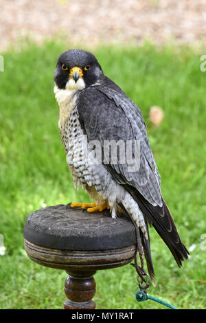 Ein männlicher WANDERFALKE (FALCO PEREGRINUS) teathered zu seiner Ruhestätte post in der Hawk Conservancy Trust in Südengland Stockfoto