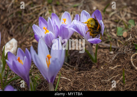 Hummel auf Crocus Blume Stockfoto