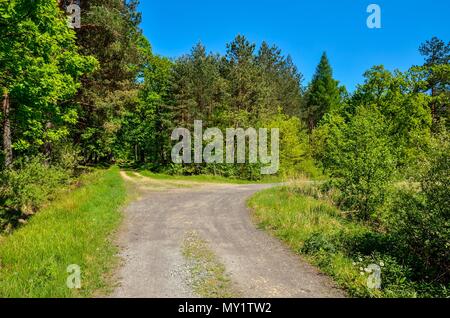 Frühjahr wald landschaft. Eine Probefahrt unter grünen Bäumen. Stockfoto